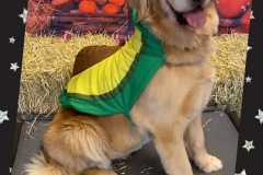 Dog-in-funny-costume-Waggles-Pet-Resort