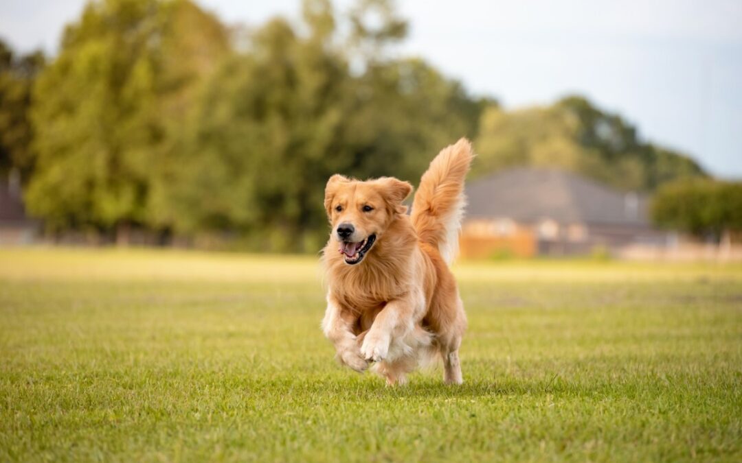 5 Dog Exercise Tips to Put Spring in Your Pup’s Step