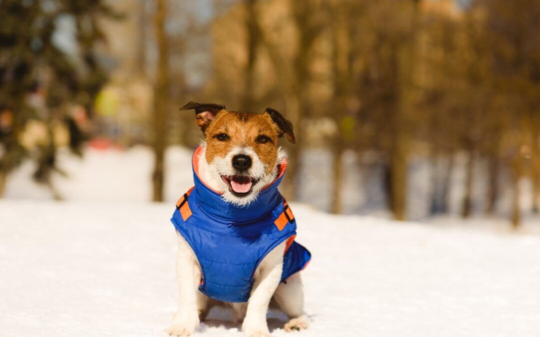 3 Tips to Keep Your Dog Warm, Comfy, and Safe this Winter