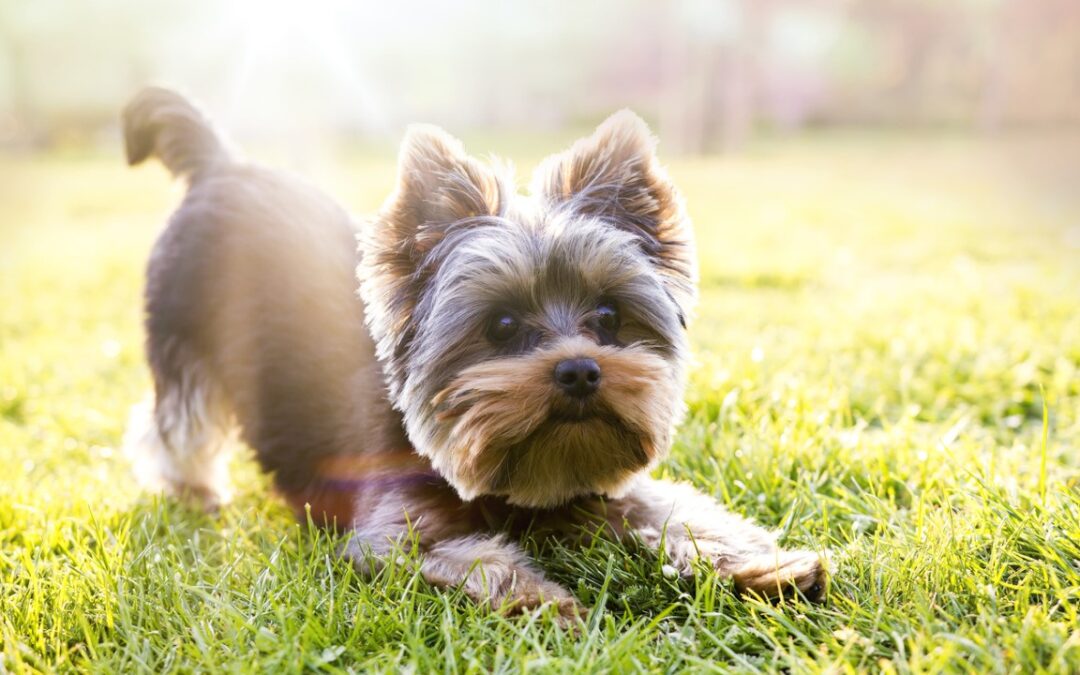 The Top 3 Behavioral Benefits of Doggie Daycare