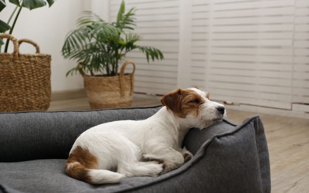 3 Reasons a Good Dog Bed is So Important for Your Pet