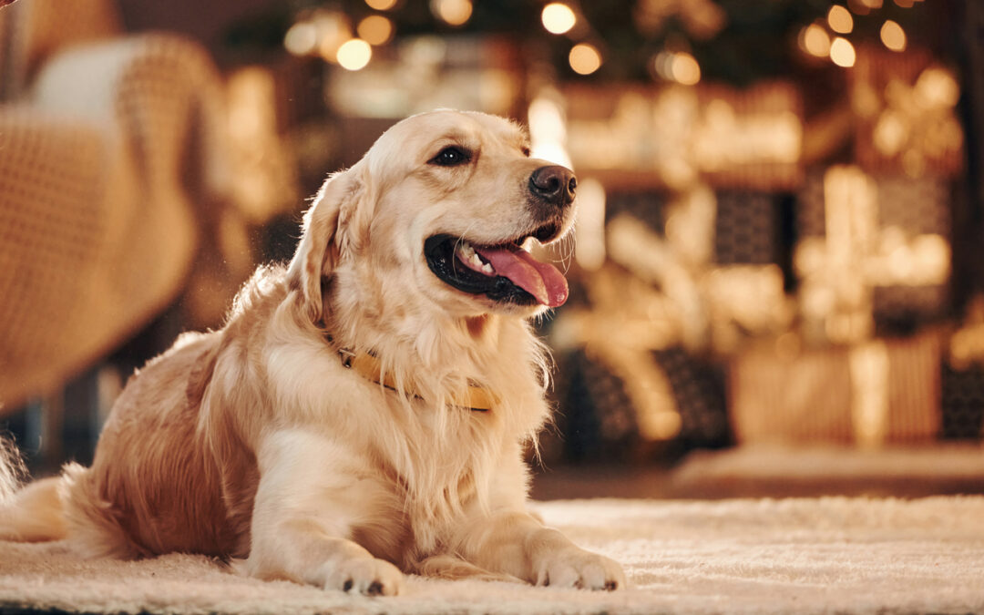 A Golden Retriever sits on a rug, illuminated by holiday lights for boarding your pet blog