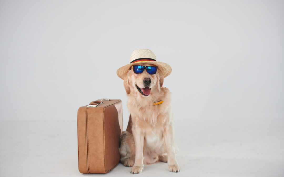 What to Pack for Your Dog’s Boarding Vacation