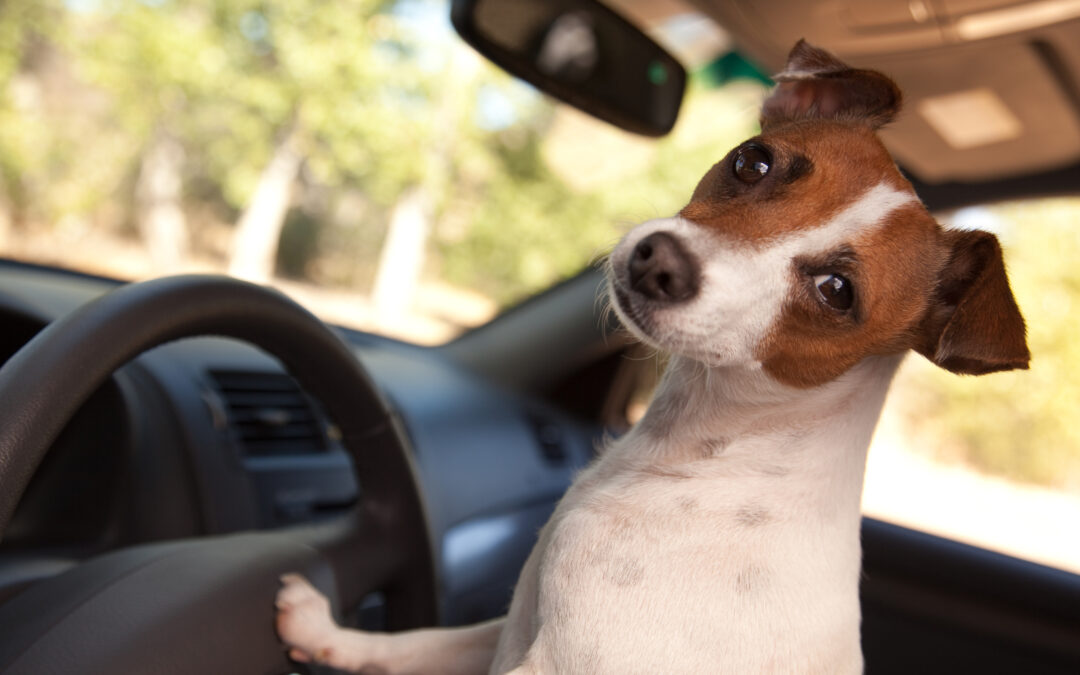 Make Your Pet’s Holiday with Waggles’ Dog Chauffeur Service