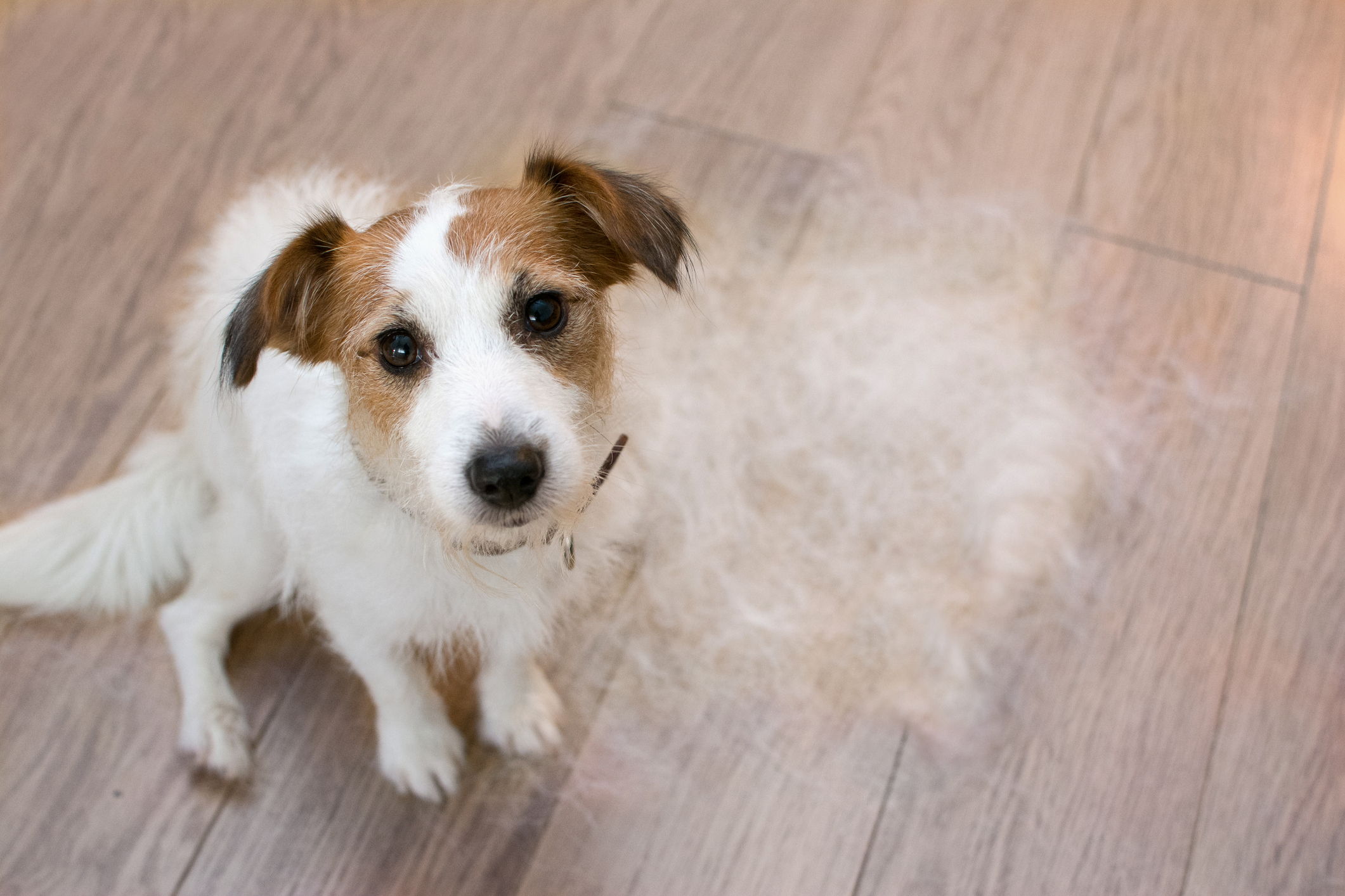 How Long Does Spring Shedding Last? Waggles Pet Resort