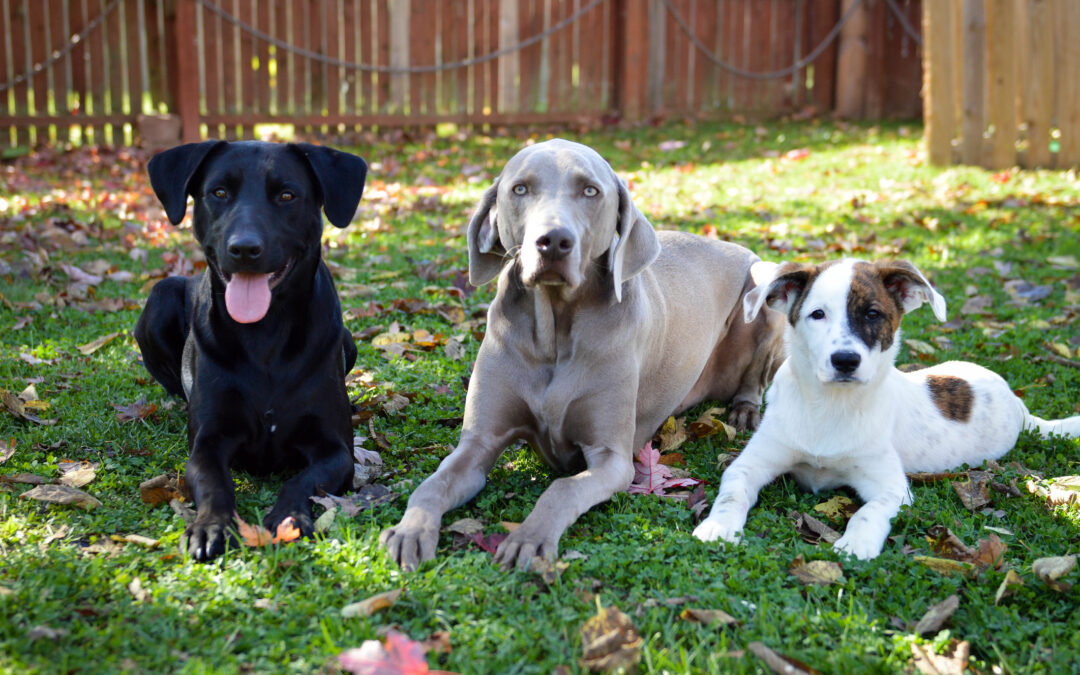 How Daycare Supports Your Dog’s Training Goals