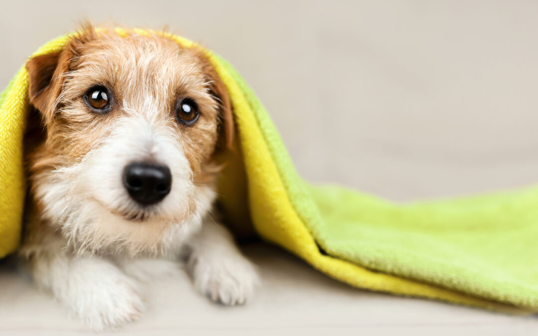 What You Can Expect from a Professional Dog Spa Visit