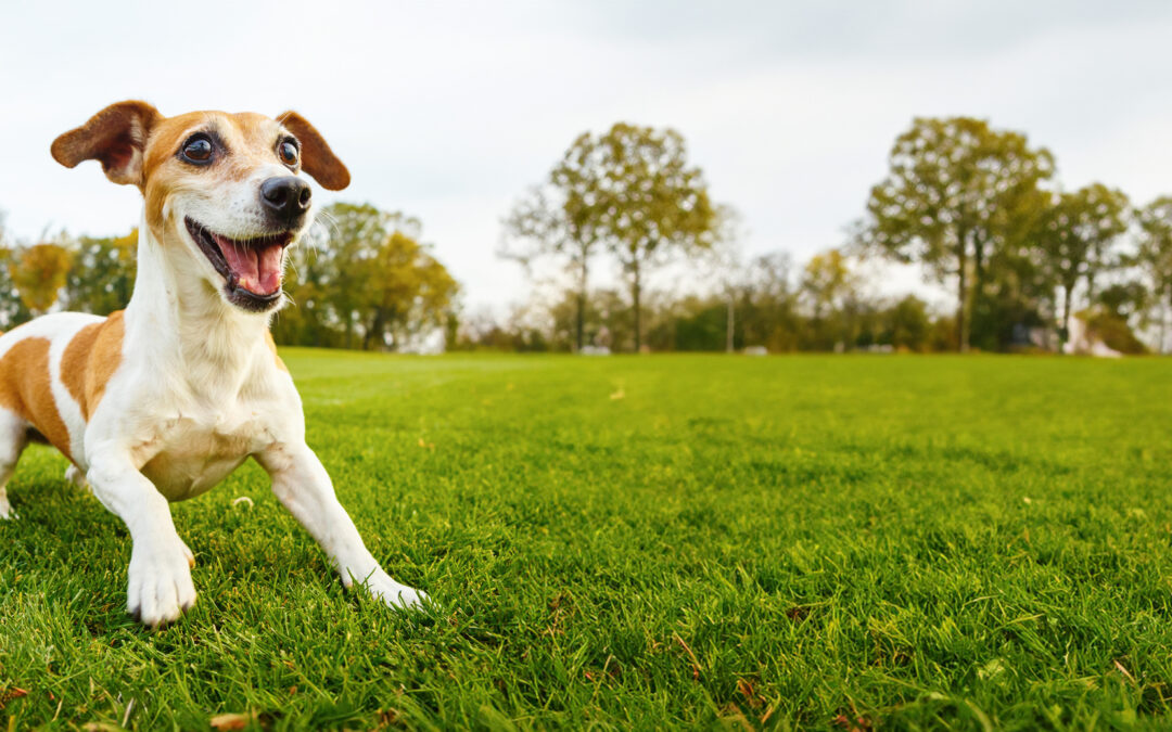 The Importance of Exercise and Play for Your Dog’s Health