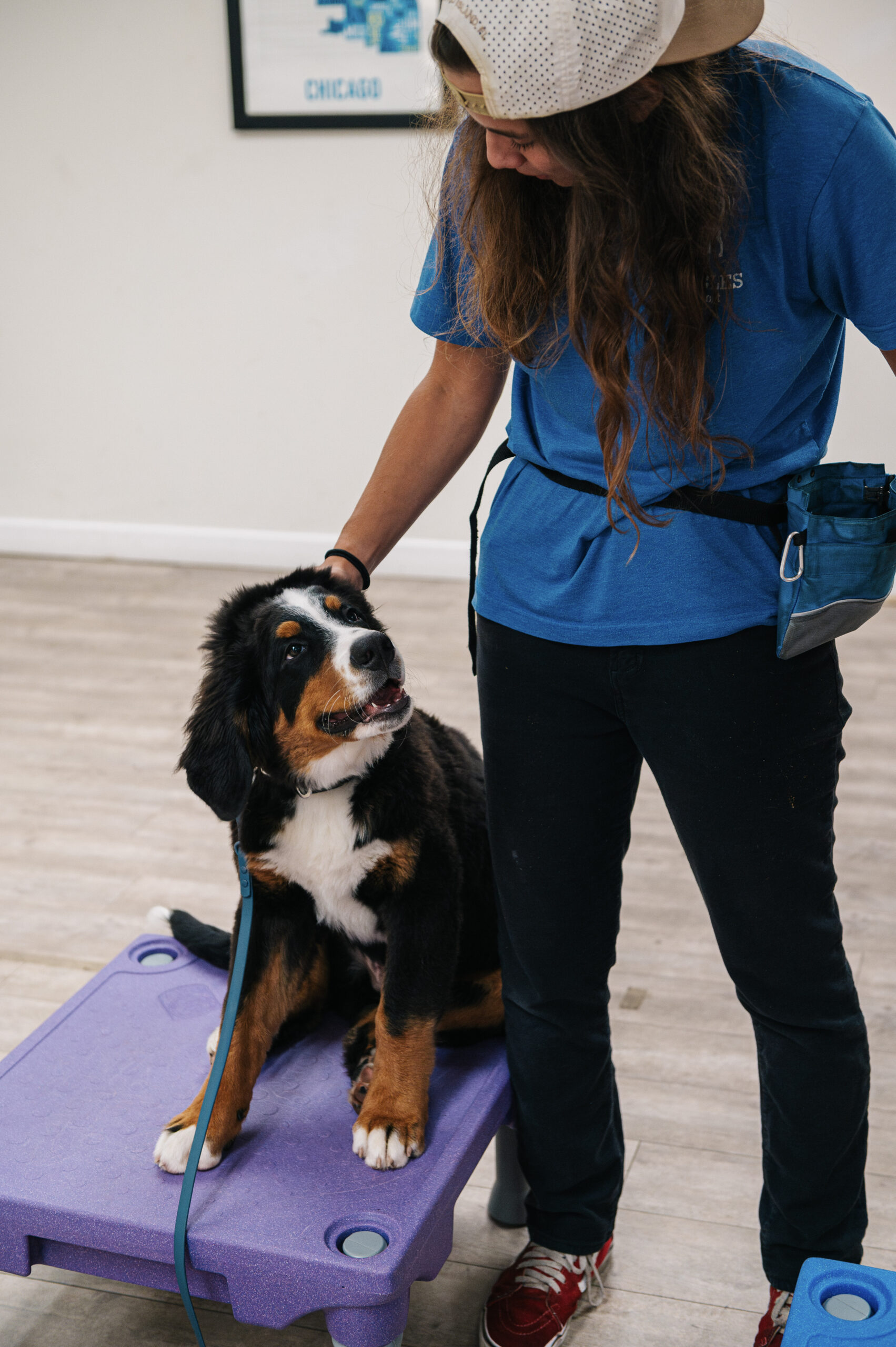 Dog Training at Waggles Pet Resort