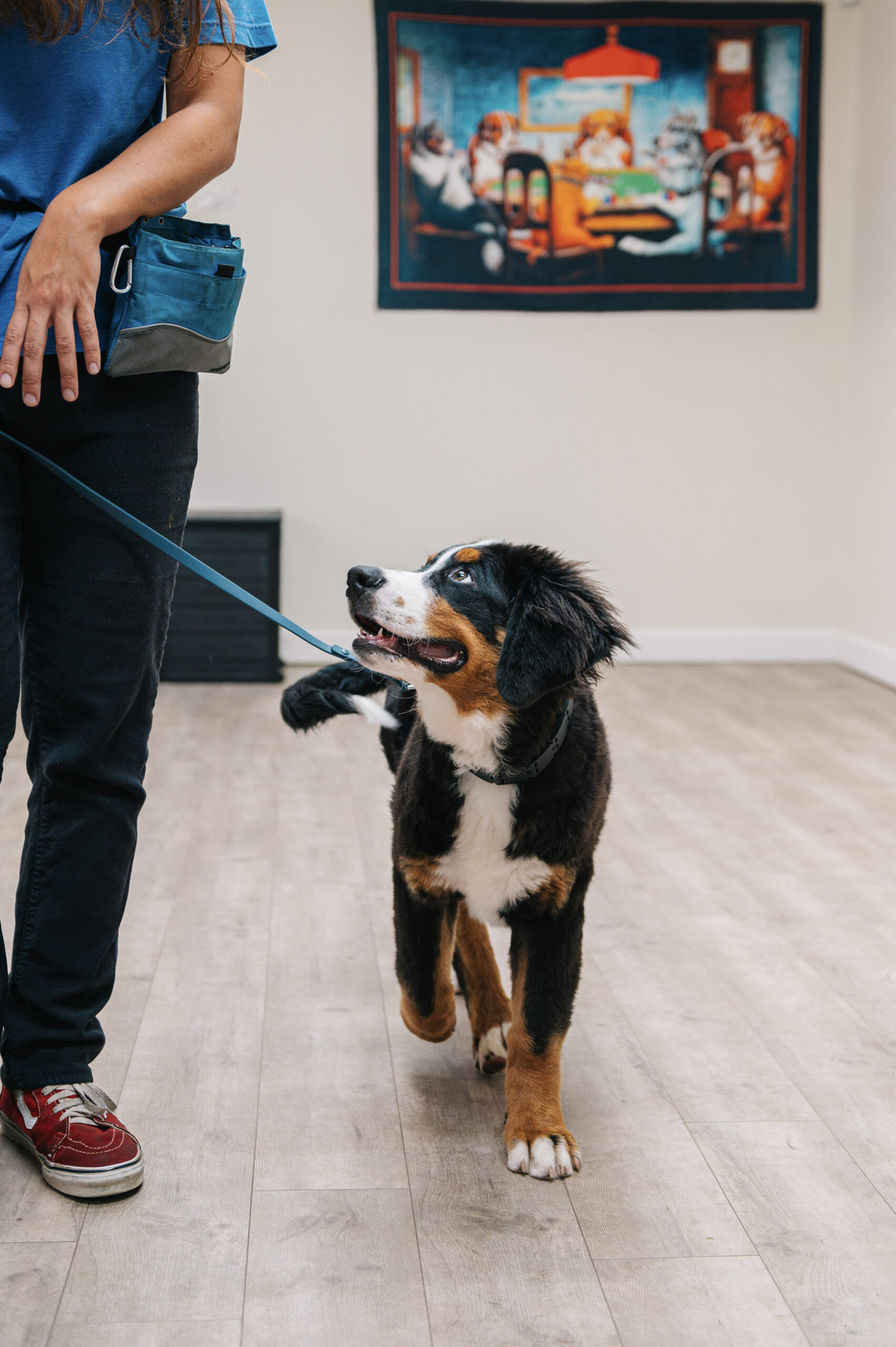 Dog Training at Waggles Pet Resort