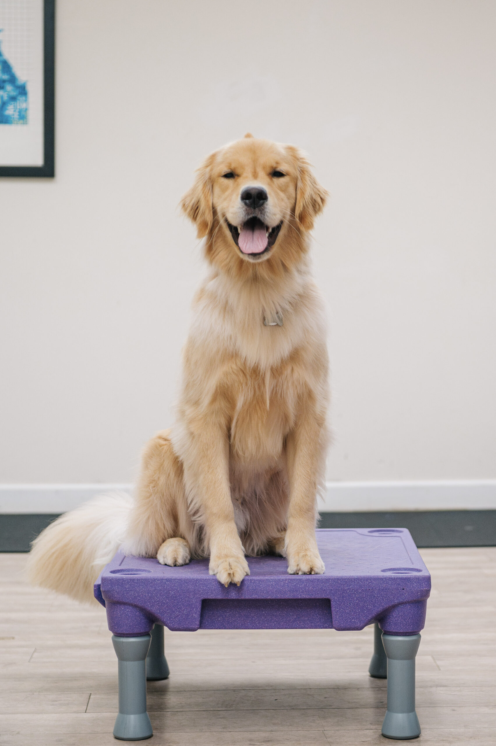 Dog Training at Waggles Pet Resort