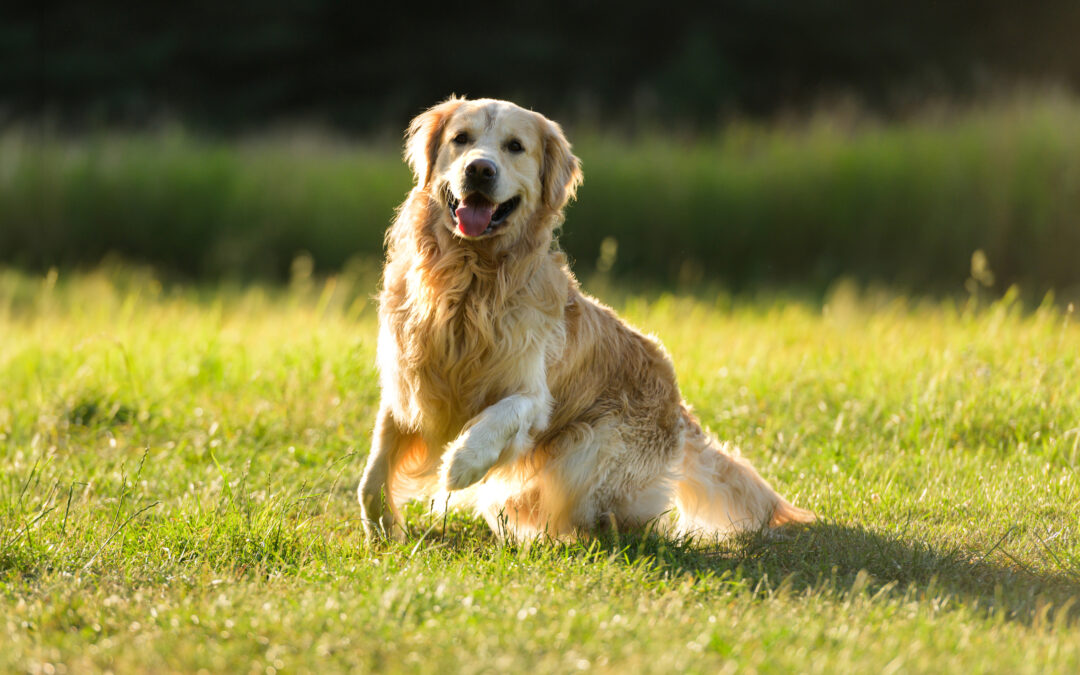 Happy Golden Retriever begins to run outdoors for spring-break-boarding-in-wheeling blog.