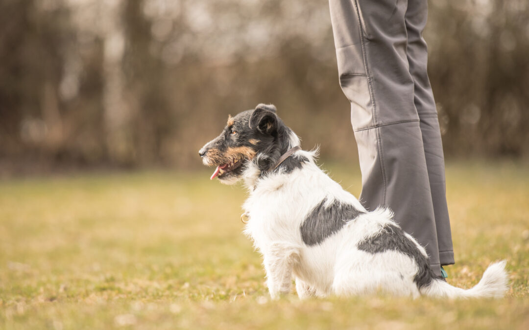 A small Jack Russell terrier practices perfect heelwork for how-training-builds-a-stronger-bond-between-you-and-your-dog blog.