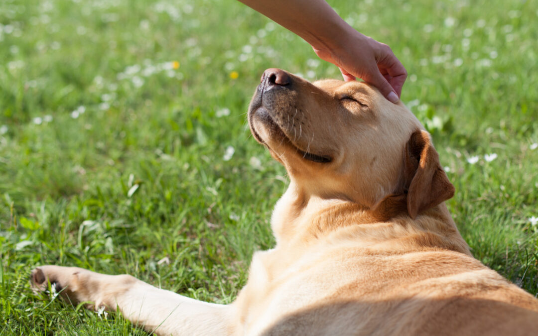 A happy golden Lab gets a scratch between the ears from an off screen caretaker for the boarding-vs-pet-sitting blog.