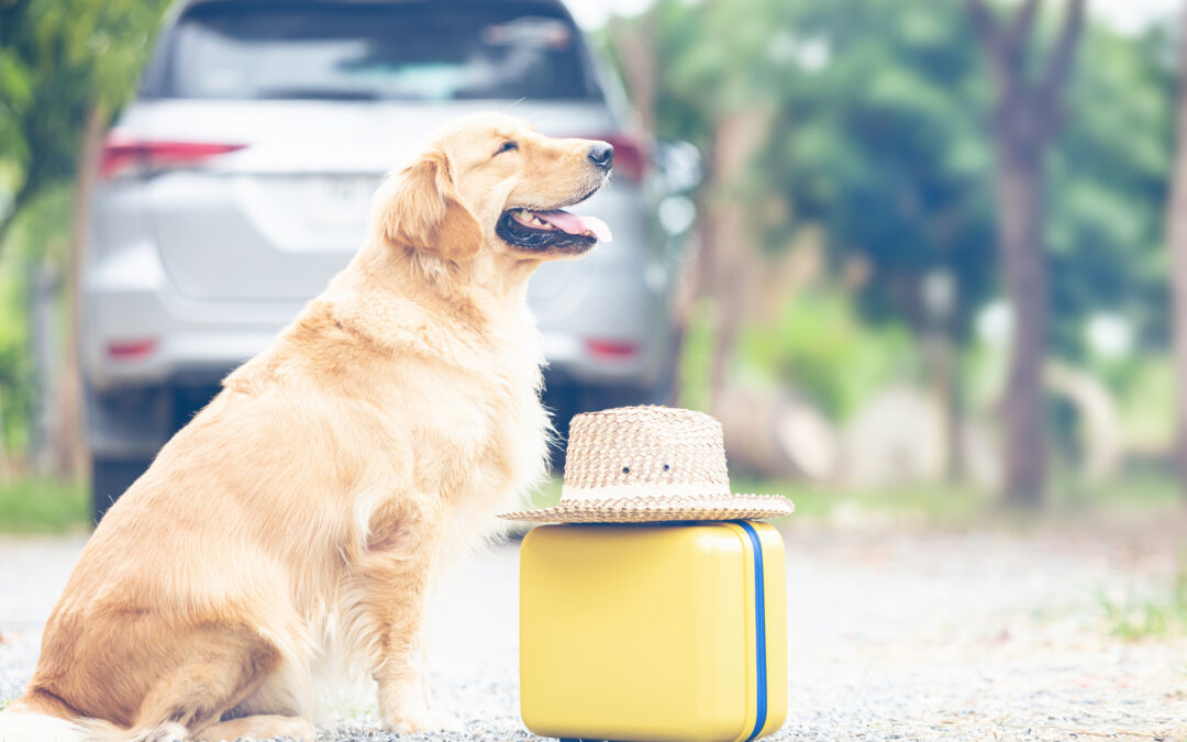 Unexpected Travel? What You Should Know About Last-Minute Dog Boarding in Wheeling, IL
