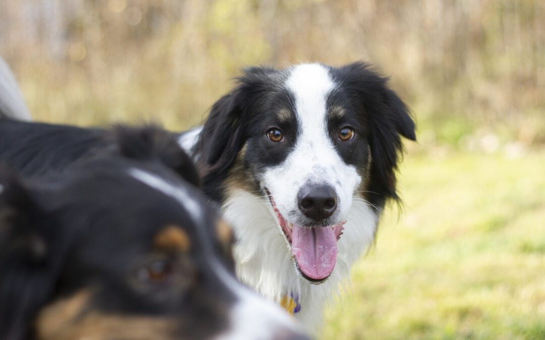 Why Mental Stimulation Tires Dogs Out Faster Than Exercise (and How Daycare Helps)