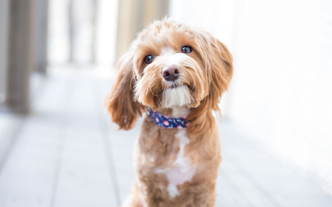 How Enrichment Daycare Helps Dogs with Separation Anxiety When the Kids Go Back to School