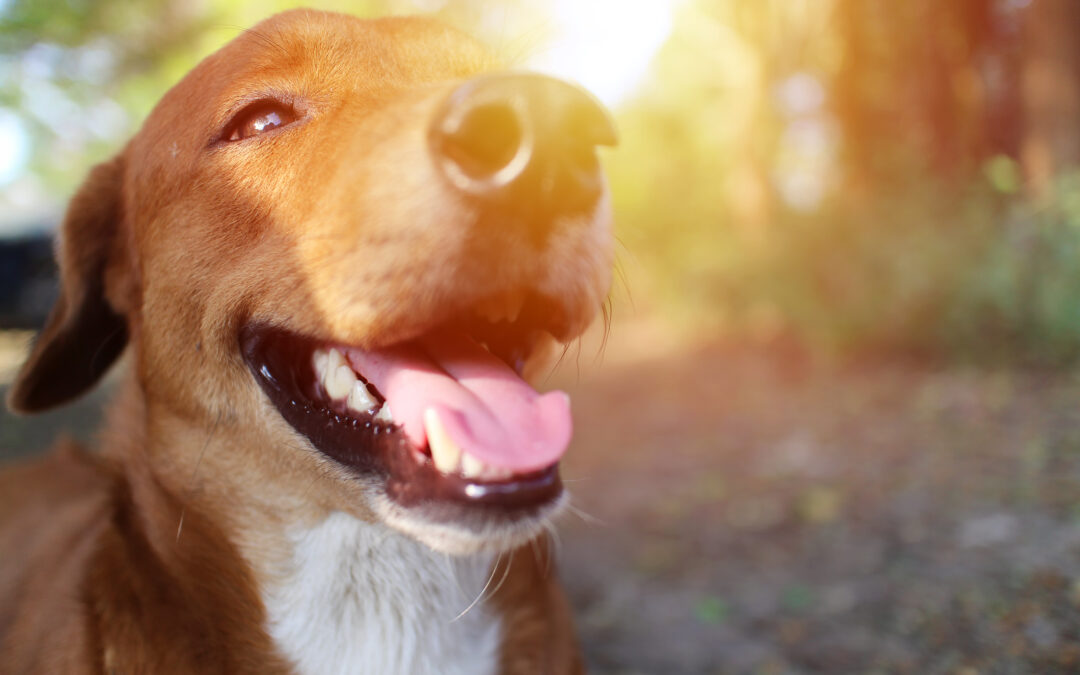 How Enrichment Daycare Keeps Dogs Cool, Active, and Engaged During Summer